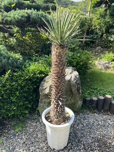 太株 1m29cm ユッカ フィリフェラ 耐寒性ー15 ドライガーデン 地植え シンボルツリー　ガーデニング Yucca 庭　希少　発根　新葉　レア