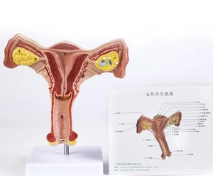 ■ 完成品 展示 教材用 子宮卵巣 モデル 女性 ousealovary チューブモデル 1:1 ■ 人体 解剖学モデル 大学 医療 教育 ツール G067