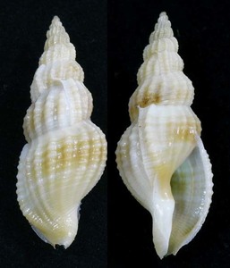 貝の標本 Pisanella viva 39.1mm