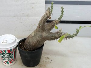 5210 「塊根植物」パキポディウム エニグマティクム 植え【発根・Pachypodium enigmaticum・多肉植物】