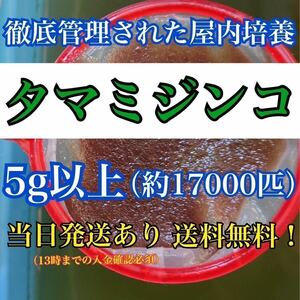 【送料無料】活き タマミジンコ 5g＋α増 約17000匹入り飼育水 メダカ 金魚などの活き餌に 【13時までのご入金で当日発送】