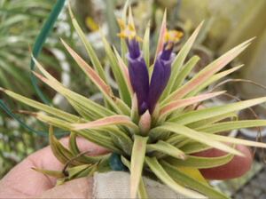 ＫＮ　１円！　ティランジア　イオナンタ　‘レナテマルギネイテッド‘（TILLANDSIA IONANTHA `RENATE MARGINATED`） 0.8Ｍ以下