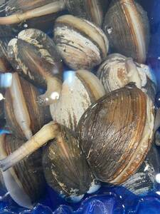業務用 活ホッキ貝 北海道産 1kg（1個250～300g） 北寄貝 ほっき貝