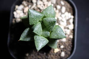 Haworthia / 黒肌ピクタ　ハオルチア　管理109