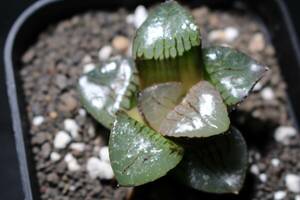 トロピカルナイト　Haworthia　ハオルチア