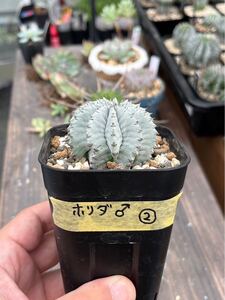 ユーフォルビアホリダ　カキ仔　雄　②