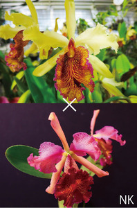 【NK】(CP苗)RHSオリジナル登録品種 Cattleya.NK Fantasia de Tokio(aurea × dowiana rosita)【洋蘭 カトレア ドーウィアナ アウレア】