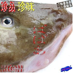 噂の幻の深海魚「ババア 1.6kg」(ゲンゲ)活冷凍品　味は鮟鱇・たら以上!!