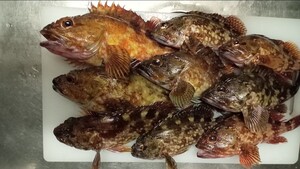 超高級魚　カサゴ　アラカブ　セット　BIGサイズ　石垣鯛　対馬　天然　激安　オススメ　お得　鍋　刺し身　魚　