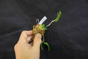 Restrepia dodsonii レストレピア ドドソニー Rstp. 洋蘭 洋ラン 着生ラン 小型洋ラン パルダリウム ビバリウム