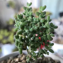 新入荷　多肉植物　ドロサンテマム　糖豆米　抜き苗　1株