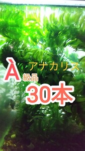 Ａ級品アナカリス無農薬30本・淡水用　