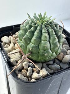 Euphorbia stellispina ユーフォルビア 群星冠 アフリカ原産 