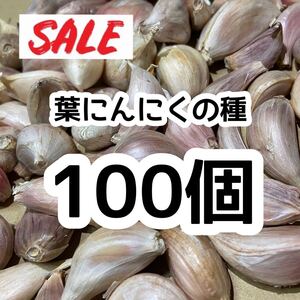 【希少】100 葉にんにくの種 サンミャオ 即購入OK n