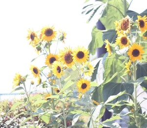 送料無料 画像 データ 花 ヒマワリ ひまわり 向日葵 sun flower photo photography