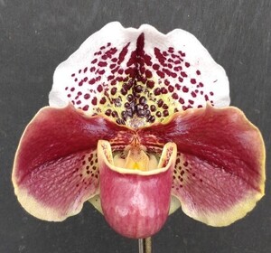 【北軽ガーデン】＊パフィオ＊Paph.Isshiki Bright Spot x Provocation＊点花・赤花最新交配＊意外なほどの濃色花も出ます＊蕾付き＊