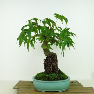 盆栽 紅葉 清玄 樹高 約25cm もみじ Acer palmatum モミジ カエデ科 落葉樹 観賞用 現品