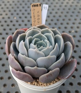 43.ライラックムーン×ラウレンシス 実生苗 エケベリア 国産 多肉 Echeveria