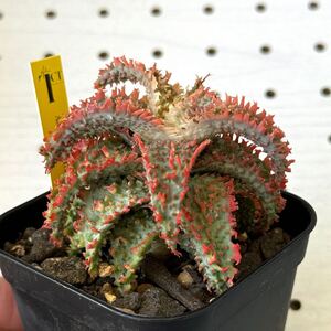 TCT アロエ ハイブリッド 多肉植物 Aloe hybrid 235