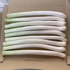 野菜　冬ネギ