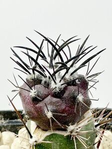 Copiapoa griseoviolacea JN 1273 コピアポア グリセオビオラセア 輸入株 接木 FN付 チリ原産 強黒棘 親木にも