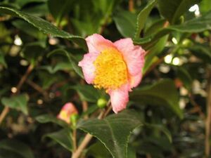 赤花茶・トビラキ、秋花芽予定、花は薄ピンク色、茶とサザンカの交雑種、草丈約３０ｃｍ、１２ｃｍ鉢