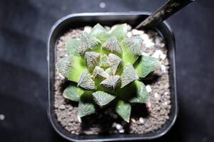 毛蟹　Haworthia　ハオルチア