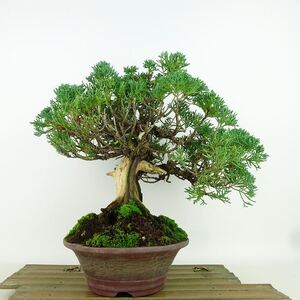 盆栽 真柏 樹高 約34cm しんぱく Juniperus chinensis シンパク “ジン シャリ” ヒノキ科 常緑樹 観賞用 現品