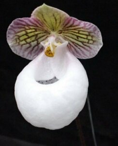 【瓶苗】【PN16】Paph.micranthum var.eburneum x sib