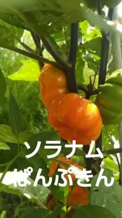 木になるカボチャ　ソラナムパンプキン　種100粒