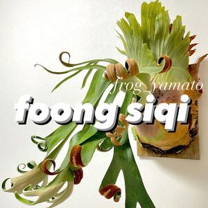 送料無料 フーンシキ foong siqi 胞子 販売 1パック コウモリラン ビカクシダ