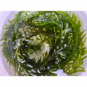 【送料無料】メダカの水草【国産無農薬アナカリス10本】めだか オオカナダモ ゾウリムシ ミジンコ PSB と同梱包可能 生クロレラ同梱不可