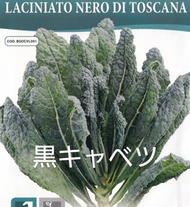 カーボロネロの種子 30粒 黒キャベツ LACINIATO NERO DI TOSCANA 固定種 非結球キャベツ ケールの仲間でビタミンミネラルが豊富