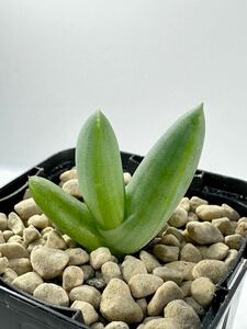 Aloe krapohliana var.dumoulinii アロエ クラポリアナ 変種 デュモウリニー アフリカダイアモンドエリア原産　実生　希少種