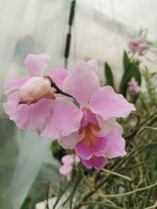 ◇◇洋蘭◇◇ Papilionanthe. teres (Pink × Ohyamazaki)