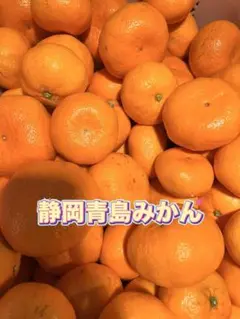 訳あり！青島みかん　5kg