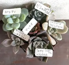 多肉植物カット苗寄せ植えセット