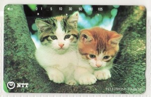 テレフォンカード・ねこ～13（使用済み）猫・ネコ・テレカ