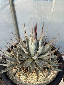 アガベ ユタエンシス エボリスピナ陽炎群生株　貴重大株　親木　自根　 Agave utahensis 鉢のまま発送　引取りも歓迎　エボリスピナ　特選