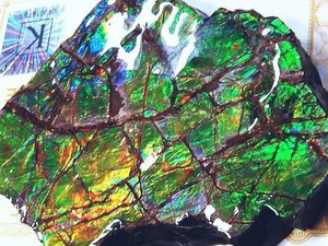 化石 アンモライト 青、緑！寒色！大型！オパールの様な発色！神秘的 ジュエリー 宝石 化石 原石 鉱物 標本 観賞石 水石