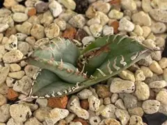 Agave sierra mixteca SP アガべ シエラ 強棘微ブツタイプ