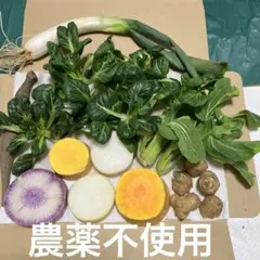 野菜詰め合わせ8種　農薬不使用　栃木県産