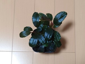 【TB便】Bucephalandra sp.Nanga Taman ブセファランドラ