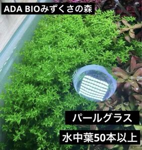 【水草】パールグラス　水中葉50本以上！ADA BIOみずくさの森　組織培養株