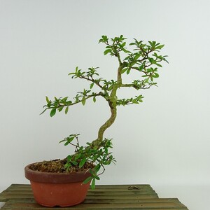 盆栽 皐月 彩 樹高 約22cm さつき Rhododendron indicum サツキ ツツジ科 常緑樹 観賞用 現品