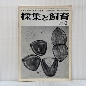 採集と飼育 1967年8月号★ヌマガイのグロキジウム/「種の起源」の最初の邦訳者/クロミドリシジミ/生物の知識・観察と実験/動植物