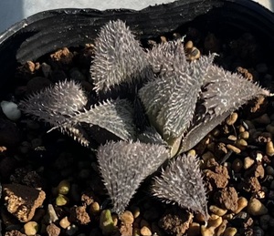 ハオルチア　Haworthia bobii MBB7248 Lower Breede River