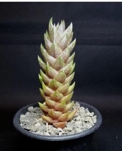 朱炎の塔　Haworthia resendeana（ハオルチア・紫翠）　子株３－４㎝発根無し　希少　第4種郵便 植物何点同梱でも一律300円 