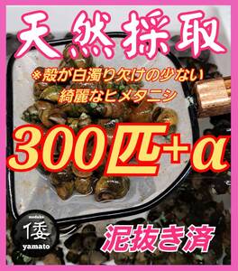 【倭めだか】 ヒメタニシ 300匹+α 天然採取 淡水 たにし コケ取り 貝 水質浄化 苔取り めだか 水槽 掃除 長生き