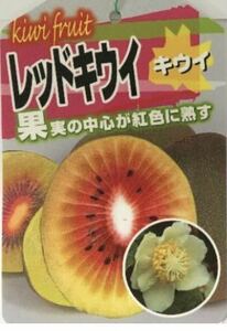 赤実キウイ 果実の中心が紅色に熟す キウイフルーツ 雌苗木